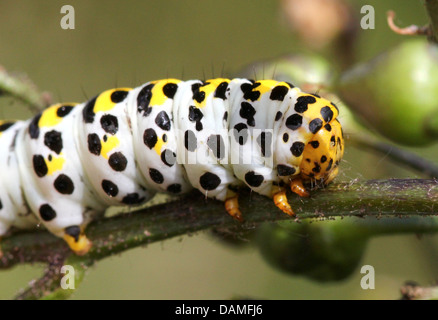 Detaillierte Makro Nahaufnahmen der Königskerze Falter Raupe (Shargacucullia Verbasci) auf Nahrungssuche und posiert (25 Bilder in Serie) Stockfoto