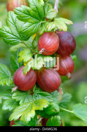 wilde Stachelbeere, europäischen Stachelbeere (Ribes Uva-Crispa 'Hervorragend', Ribes Uva-Crispa planten), Sorte hervorragend Stockfoto