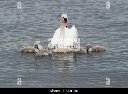 Swan Küken, nur ein paar Tage alt, Schwimmen in der Nähe ihrer Mutter in Stralsund Hafen auf der Suche nach Nahrung in Stralsund, Deutschland, 7. Juni 2011. Die Federn der junge Wasservögel zeigt immer noch seine typische graue Färbung. Foto: Stefan Sauer Stockfoto