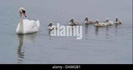 Swan Küken, nur ein paar Tage alt, Schwimmen in der Nähe ihrer Mutter in Stralsund Hafen auf der Suche nach Nahrung in Stralsund, Deutschland, 7. Juni 2011. Die Federn der junge Wasservögel zeigt immer noch seine typische graue Färbung. Foto: Stefan Sauer Stockfoto