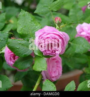 dekorative Rose (Rosa 'Louise Odier', Rosa Louise Odier), Sorte Louise Odier Stockfoto