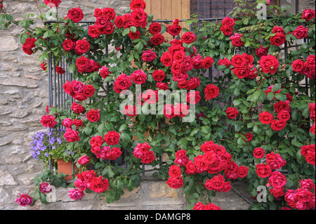 dekorative Rose (Rosa spec.), rosa roter rambler Stockfoto