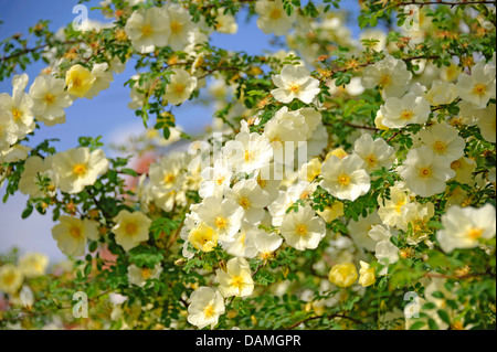 Goldene Rose von China, Vater Hugo rose (Rosa Aromen. Rosa Xanthina fo. Aromen), blühen Stockfoto