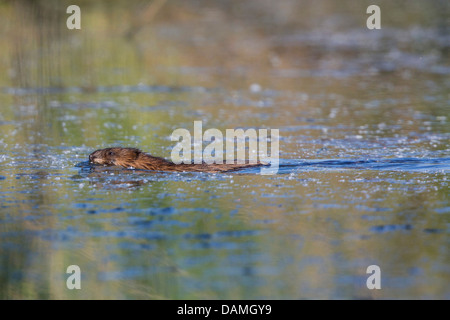 Bisamratte (Ondatra Zibethica), Schwimmen, Deutschland, Bayern, Isental Stockfoto