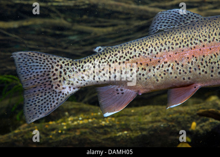 Regenbogenforelle (Oncorhynchus Mykiss, Salmo Gairdneri), Männlich, Detail Farbe und Kennzeichnung Stockfoto