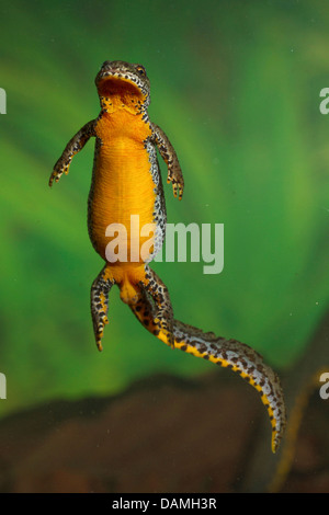 Bergmolch (Triturus Alpestris, Ichthyosaura Alpestris, Mesotriton Alpestris), Weiblich, Schwimmen, Unterseite, Deutschland, Bayern, Isental Stockfoto