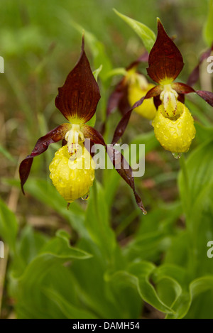 Frauenschuh Orchidee (Cypripedium Calceolus), zwei Blumen in Regen, Deutschland, Bayern Stockfoto