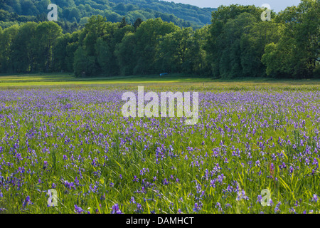 Sibirische Schwertlilie (Iris Sibirica), blühen in eine Wiese, Deutschland, Bayern, Chiemgau Stockfoto