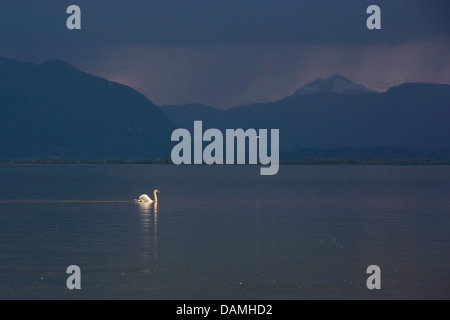 Höckerschwan (Cygnus Olor), Schwimmen in einem See vor nähert sich Gewitter, Deutschland, Bayern, See Chiemsee Stockfoto