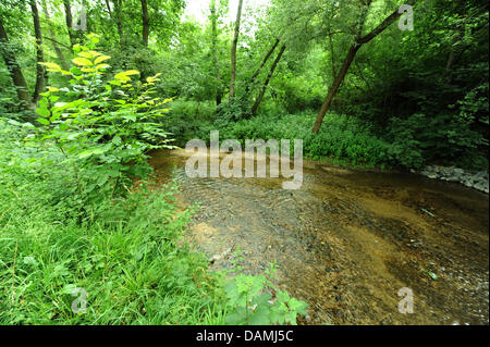 Der Erlenbach Stgream fließt durch Nieder-Erlenbach in der Nähe von Frankfurt/Main, Deutschland, 17. Juni 2011. Laut dem Umweltministerium des Landes Hessen fanden den Bakterienstamm der tödlichen 0104:H 4 in das Wasser des Baches Erlenbach. Die Erlenbach-Stream befindet sich nur wenige hundert Meter entfernt von einem Bauernhof, wo Experten die EHEC-Bakterien auf Salat gefunden hatte. Stockfoto