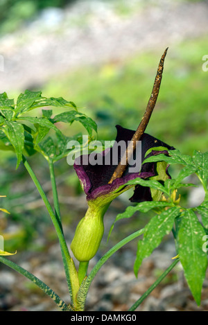 Arum Pfeilwurz, Drachen Arum, Voodoo-Lilie (Dracunculus Vulgaris) blüht, Griechenland, Crete Stockfoto