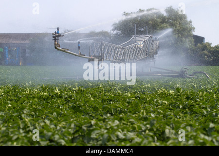 Center - pivot Bewässerung auch Wasserrad und Kreis Bewässerung, Rohrleitungen und Anlagen und Maschinen für Gemüsebau Betriebe Tarleton, Großbritannien Stockfoto