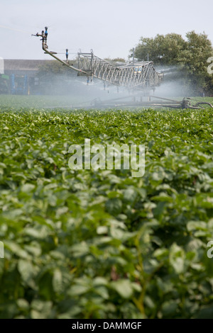 Center - pivot Bewässerung auch Wasserrad und Kreis Bewässerung, Rohrleitungen und Anlagen und Maschinen für Gemüsebau Betriebe Tarleton, Großbritannien Stockfoto