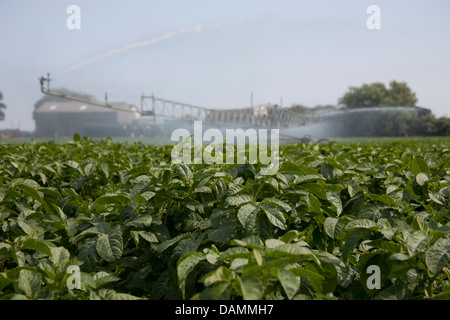 Center - pivot Bewässerung auch Wasserrad und Kreis Bewässerung, Rohrleitungen und Anlagen und Maschinen für Gemüsebau Betriebe Tarleton, Großbritannien Stockfoto