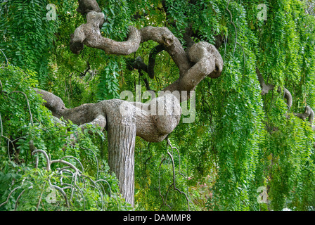 Japanische Pagode Baum (Sophora Japonica "Pendel", Sophora Japonica Pendel), Sorte Pendel Stockfoto