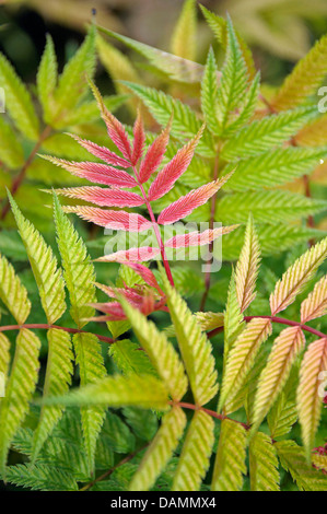 falsche Spiraea (Sorbaria Sorbifolia "Sem", Sorbaria Sorbifolia Sem), Sorte Sem, Blatt schießen Stockfoto