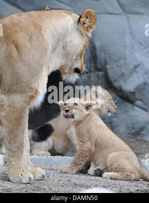 Einer der vier Löwenbabys schaut seine Mutter Tembesi in ihrem Gehege am Tier Park Hagenbeck in Hamburg, Germany, 23. Juni 2011. Die vier Löwenbabys wurden am 31. März 2011 geboren. Foto: ANGELIKA WARMUTH Aufmerksamkeit nur für Subcribers der Dpa-Nachrichten für Kinder (Dpa-Nachrichten Für Kinder) Service kostenlos Stockfoto