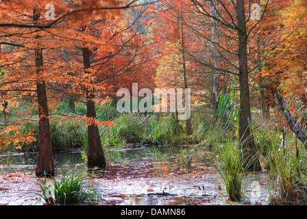 Baldcypress (Taxodium Distichum), in einem Teich im Herbst, Deutschland Stockfoto