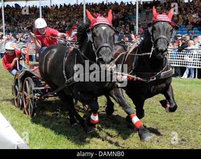 Ein Warenkorb Chaise paar Pferderennen um den Kurs in Brück, Deutschland, 25. Juni 2011. Mehr als 350 Wagen Pferde und 150 Teams aus sechs Ländern starten beim 10. Rennen der Titanen. Foto: Bernd Settnik Stockfoto