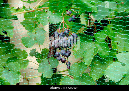 Rebe, Weinrebe (Vitis Vinifera 'Mitschurinski', Vitis Vinifera Mitschurinski), Sorte Mitschurinski, Spalier Obst Stockfoto