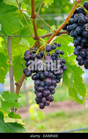 Rebe, Weinrebe (Vitis Vinifera "Transilvania", Vitis Vinifera Transilvania), Sorte Transilvania Stockfoto