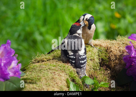 Buntspecht (Picoides major, Dendrocopos großen), Erwachsener Fütterung Küken, Deutschland Stockfoto