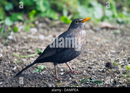 Amsel (Turdus Merula), weibliche auf Boden, Deutschland Stockfoto