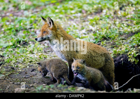 Rotfuchs (Vulpes Vulpes), Vixen mit zwei Fox Cubs kommen aus der Höhle, Deutschland Stockfoto