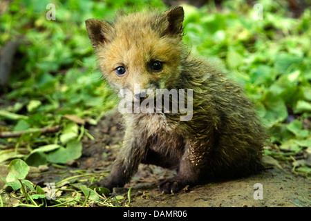 Rotfuchs (Vulpes Vulpes), Fox Cub sitzt an der Höhle, Deutschland Stockfoto