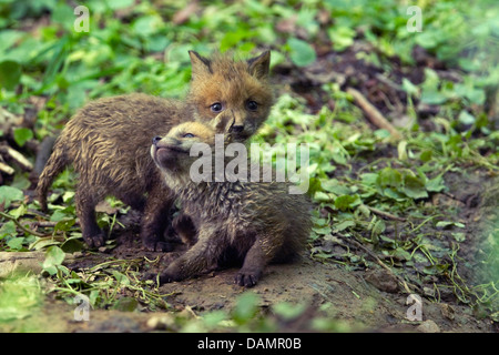 Rotfuchs (Vulpes Vulpes), fox zwei jungen in der Höhle, Deutschland Stockfoto