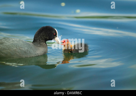 schwarzen Blässhuhn (Fulica Atra), adult füttern ihre Küken auf dem Wasser, Deutschland Stockfoto