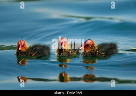 schwarze Blässhuhn (Fulica Atra), drei Küken gemeinsam schwimmen auf dem Wasser, Deutschland Stockfoto