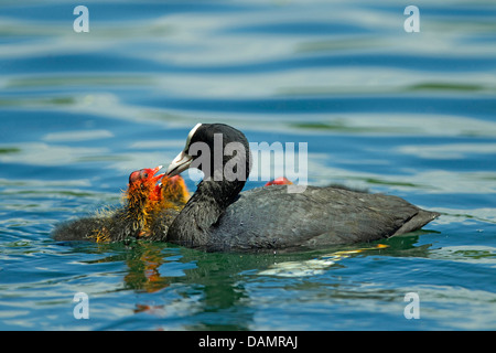 schwarzen Blässhuhn (Fulica Atra), Fütterung der Küken auf dem Wasser, Deutschland Stockfoto