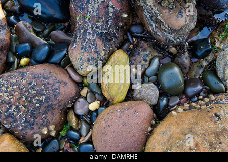 Bunte Kieselsteine am Strand Stockfoto