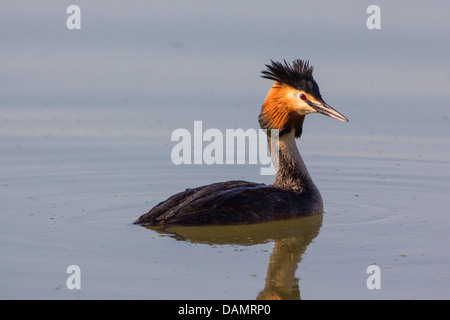 Great crested Haubentaucher (Podiceps Cristatus), nach Tauchgang mit Wassertropfen auf dem Rücken, Deutschland, Bayern Stockfoto