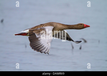 Graugans (Anser Anser), fliegen in der Nähe des Wasser Oberfläche, Deutschland, Bayerns, See Chiemsee Stockfoto