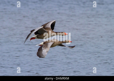 Graugans (Anser Anser), paar fliegen in der Nähe des Wasser Oberfläche, Deutschland, Bayerns, See Chiemsee Stockfoto