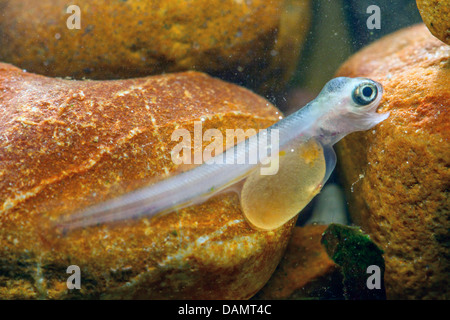 Äsche (Thymallus Thymallus), Dottersack Larve unter Kieselsteine, Deutschland Stockfoto