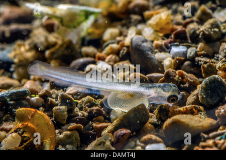 Äsche (Thymallus Thymallus), Dottersack Larve auf Kies-Boden, Deutschland Stockfoto