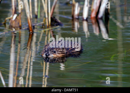 Bisamratte (Ondatra Zibethica), Schwimmen im Schilf Gürtel, Deutschland, Bayern Stockfoto