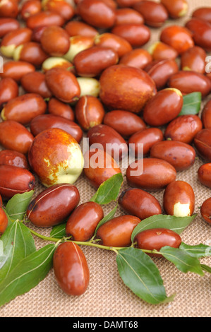 Indische Jujube, Jujuba, rote Datum, chinesische, koreanische Datum Datum (Ziziphus Jujuba 'Meimizao', Ziziphus Jujuba Meimizao), Sorte Meimizao, Früchte Stockfoto