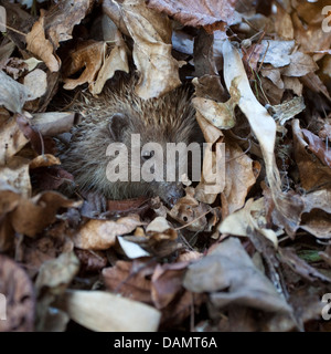 Europäische Igel im Blatt Haufen Stockfoto