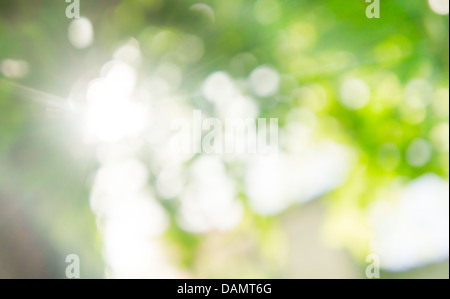 Natur-Bokeh in grün und gelb Tönen mit Sonnenstrahlen Stockfoto