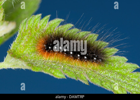 Der braune Bär (Arctia Caja), Raupe auf einem Blatt, Deutschland Versenkung Stockfoto