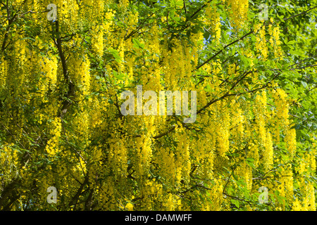 gemeinsamen Goldregen (Laburnum Anagyroides, Cytisus Laburnum), blühende Zweige, Deutschland Stockfoto