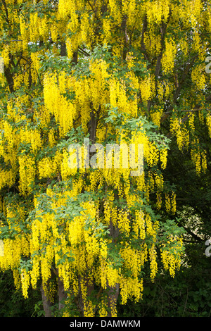 gemeinsamen Goldregen (Laburnum Anagyroides, Cytisus Laburnum), blühende Zweige, Deutschland Stockfoto