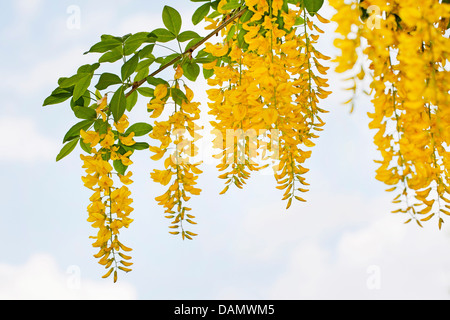 gemeinsamen Goldregen (Laburnum Anagyroides, Cytisus Laburnum), blühende Zweige, Deutschland Stockfoto