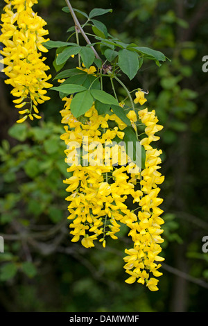 gemeinsamen Goldregen (Laburnum Anagyroides, Cytisus Laburnum), blühende Zweige, Deutschland Stockfoto