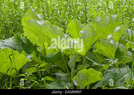 die große Klette (Arctium Lappa), Blätter vor der Blüte, Deutschland Stockfoto