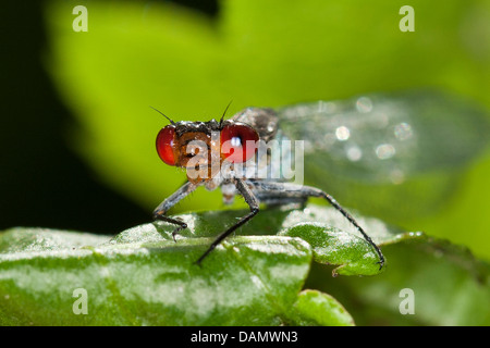 rotäugigen Damselfly (Erythromma Najas, Agrios Najas), Männlich, sitzt auf einem Blatt, Deutschland Stockfoto